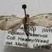 Eupithecia indistincta - Photo (c) joannerusso, algunos derechos reservados (CC BY-NC), subido por joannerusso