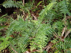 Nephrolepis biserrata