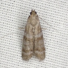 Ephestia columbiella