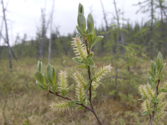 Salix myrtilloides