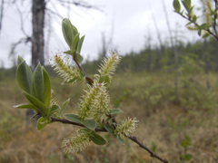 Salix myrtilloides