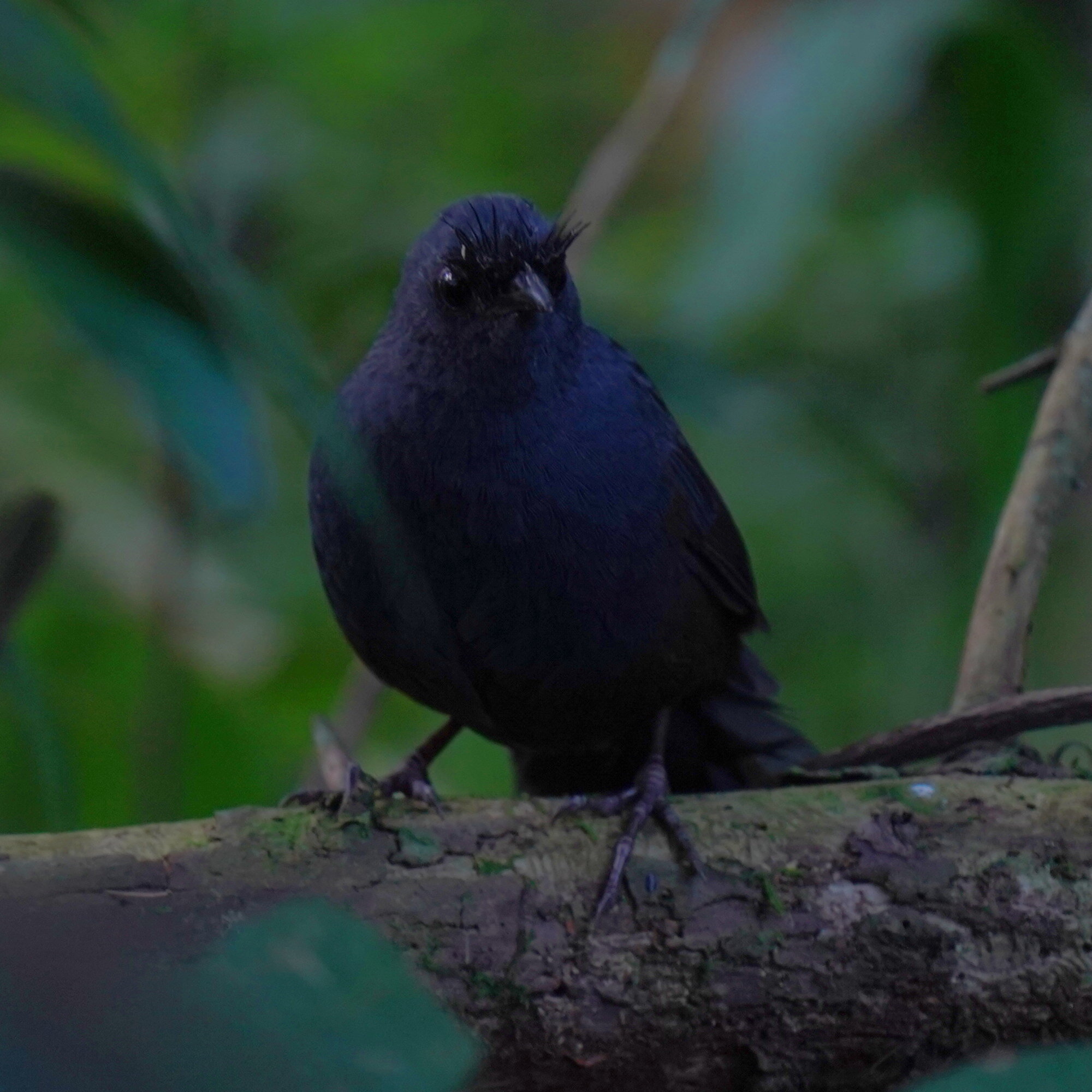 Slaty Bristlefront (Merulaxis ater), photo 4
