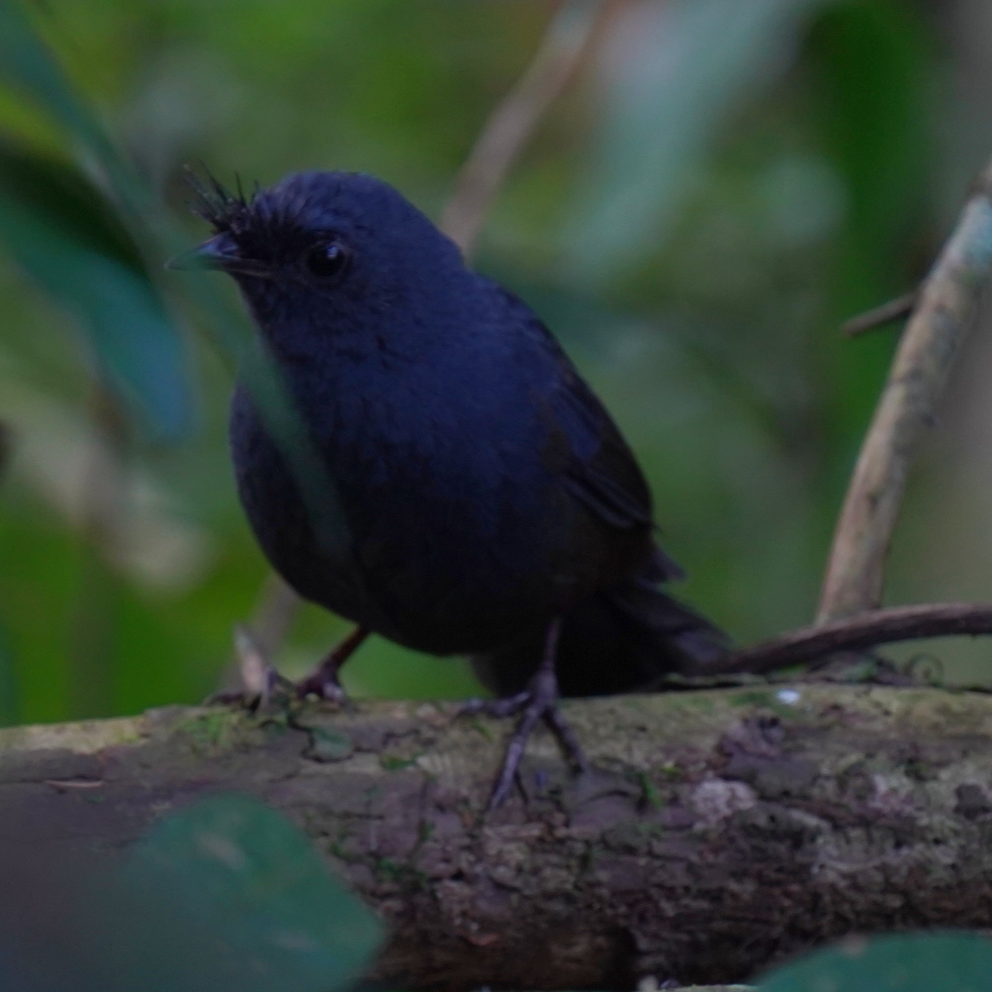 Slaty Bristlefront (Merulaxis ater), photo 3
