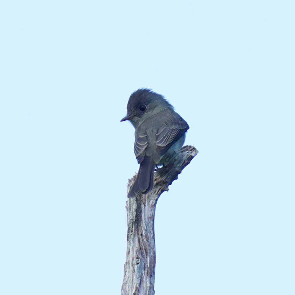 Southern Tropical Pewee (Contopus cinereus), photo 7