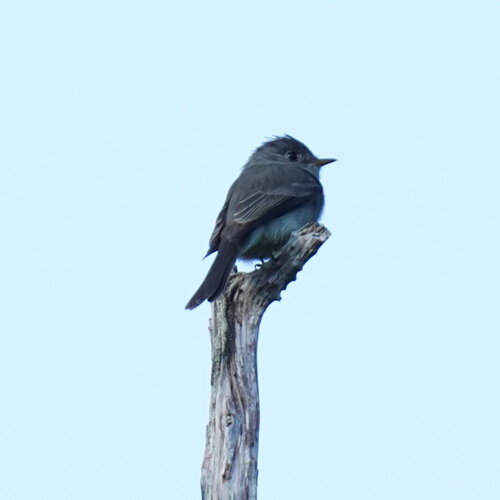 Southern Tropical Pewee (Contopus cinereus), photo 6