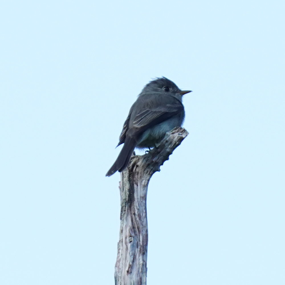 Southern Tropical Pewee (Contopus cinereus), photo 6