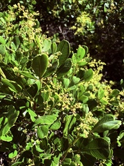 Pale Currant (Searsia pallens)