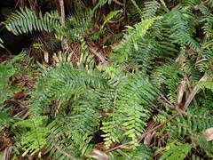 Nephrolepis biserrata