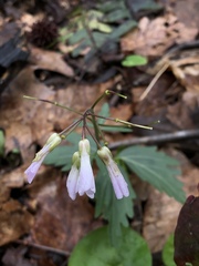 Cardamine angustata