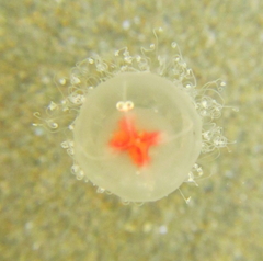 Turritopsis rubra