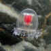 Crimson Jelly - Photo (c) tangatawhenua, some rights reserved (CC BY-NC), uploaded by tangatawhenua