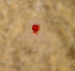 Turritopsis rubra