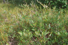 Salix myrtilloides