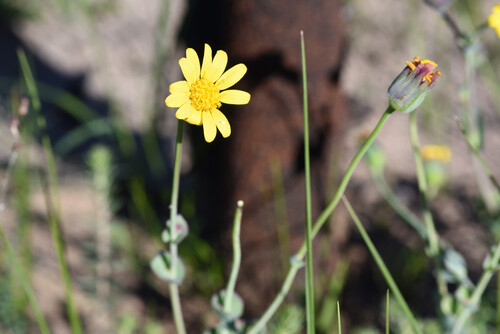 Othonna rufibarbis