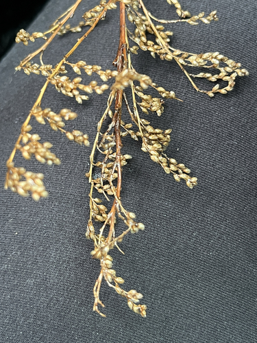 Solidago juncea iNat (1)