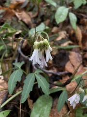 Cardamine angustata