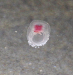 Turritopsis rubra