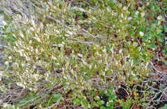 Salix myrtilloides