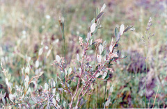Salix myrtilloides