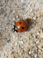 Coccinella septempunctata