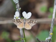 Epirrhoe plebeculata
