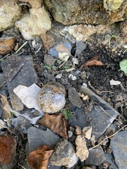 Cornu aspersum