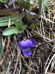 Viola egglestonii