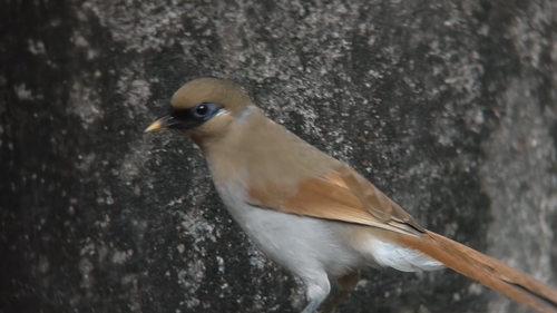 Buffy Laughingthrush (Pterorhinus berthemyi), photo 2