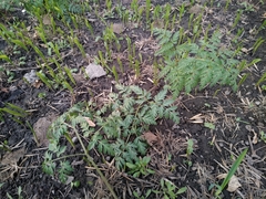 Anthriscus sylvestris