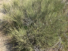 Ephedra californica