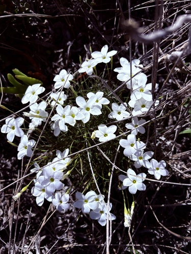 Finger sorrel (Oxalis polyphylla)