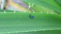 Balacha melanocephala