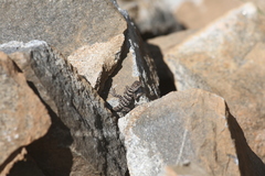 Oplurus
