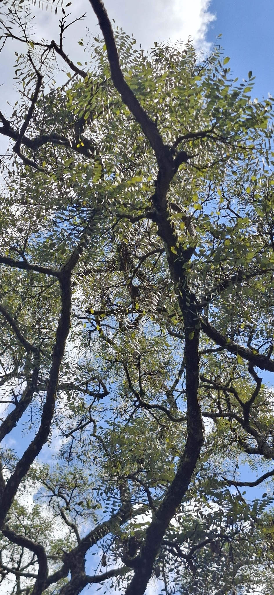 Imagem de Caviúna-do-cerrado