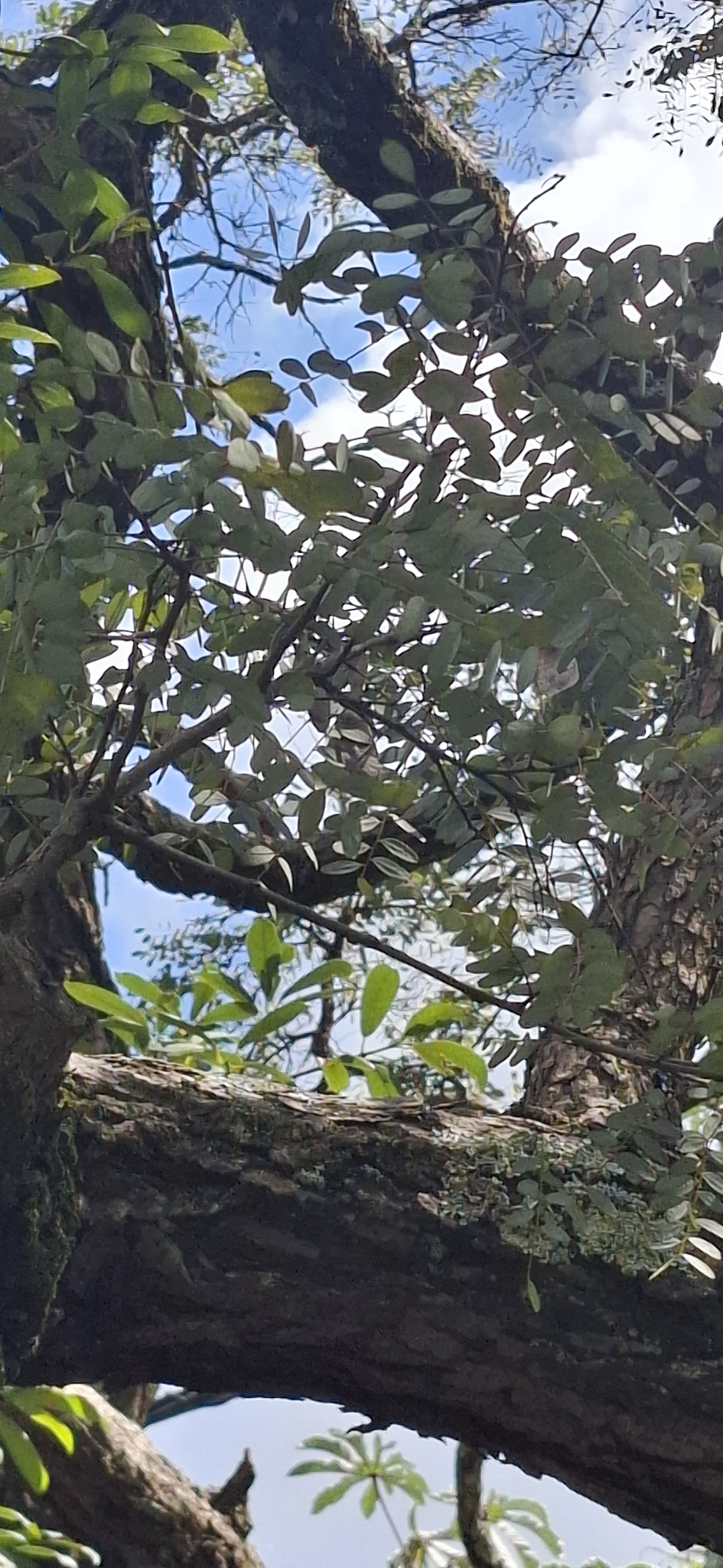 Imagem de Caviúna-do-cerrado