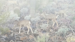 Odocoileus hemionus eremicus