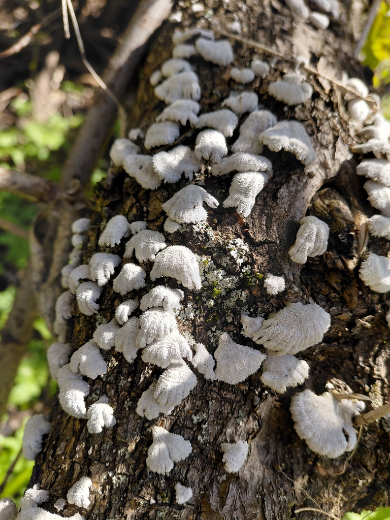 Schizophyllum commune · April 2026 · photo: © passingthrough (iNaturalist, cc-by)