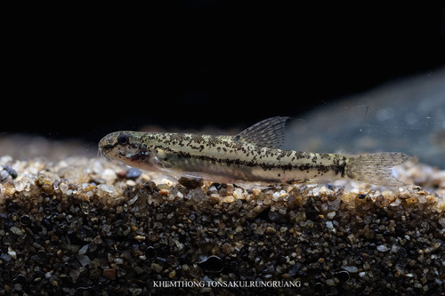 Lepidocephalichthys furcatus