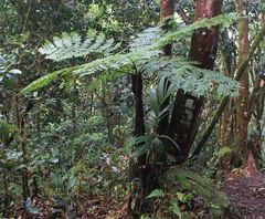 Cyathea sechellarum