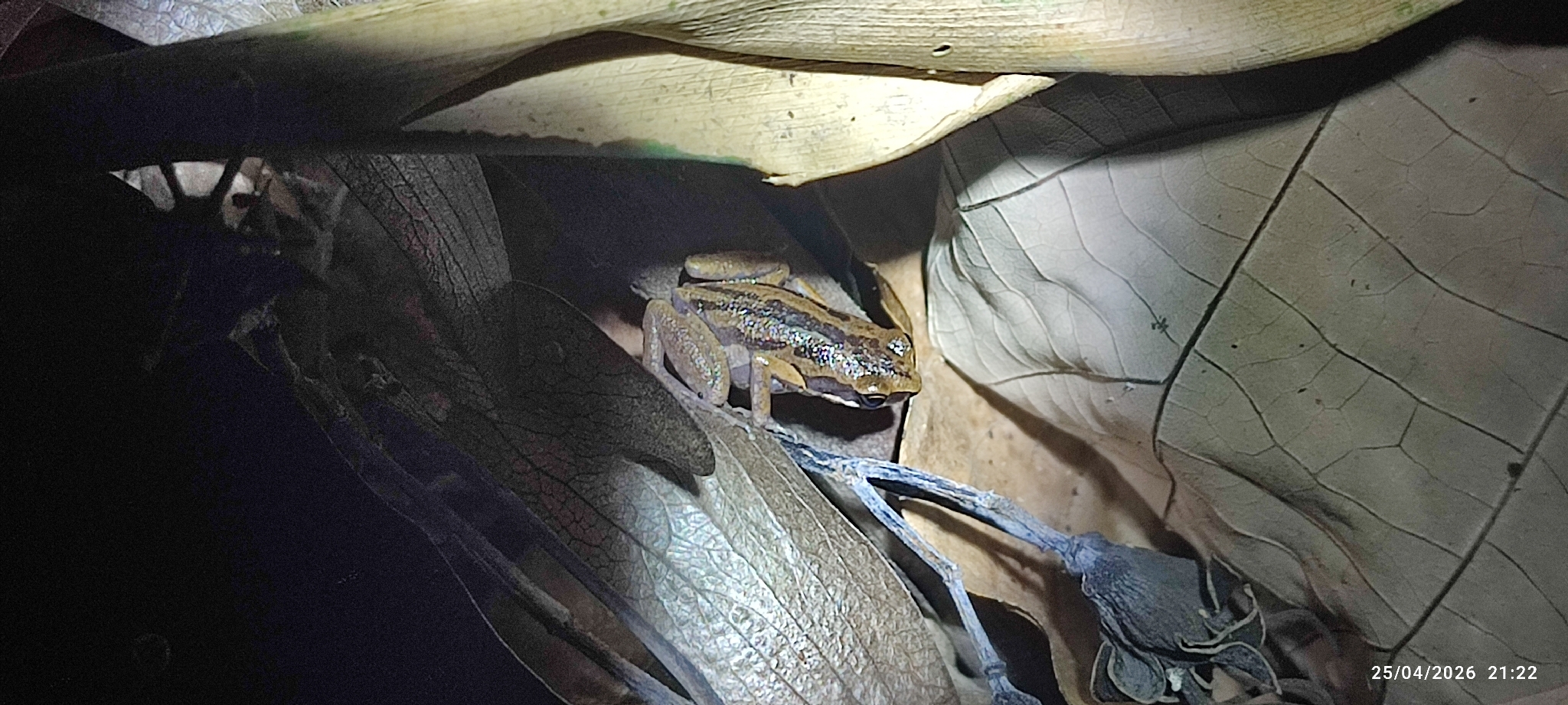 Striped Paddy Frog photo 5