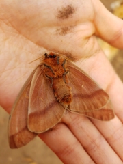 Ormiscodes cinnamomea