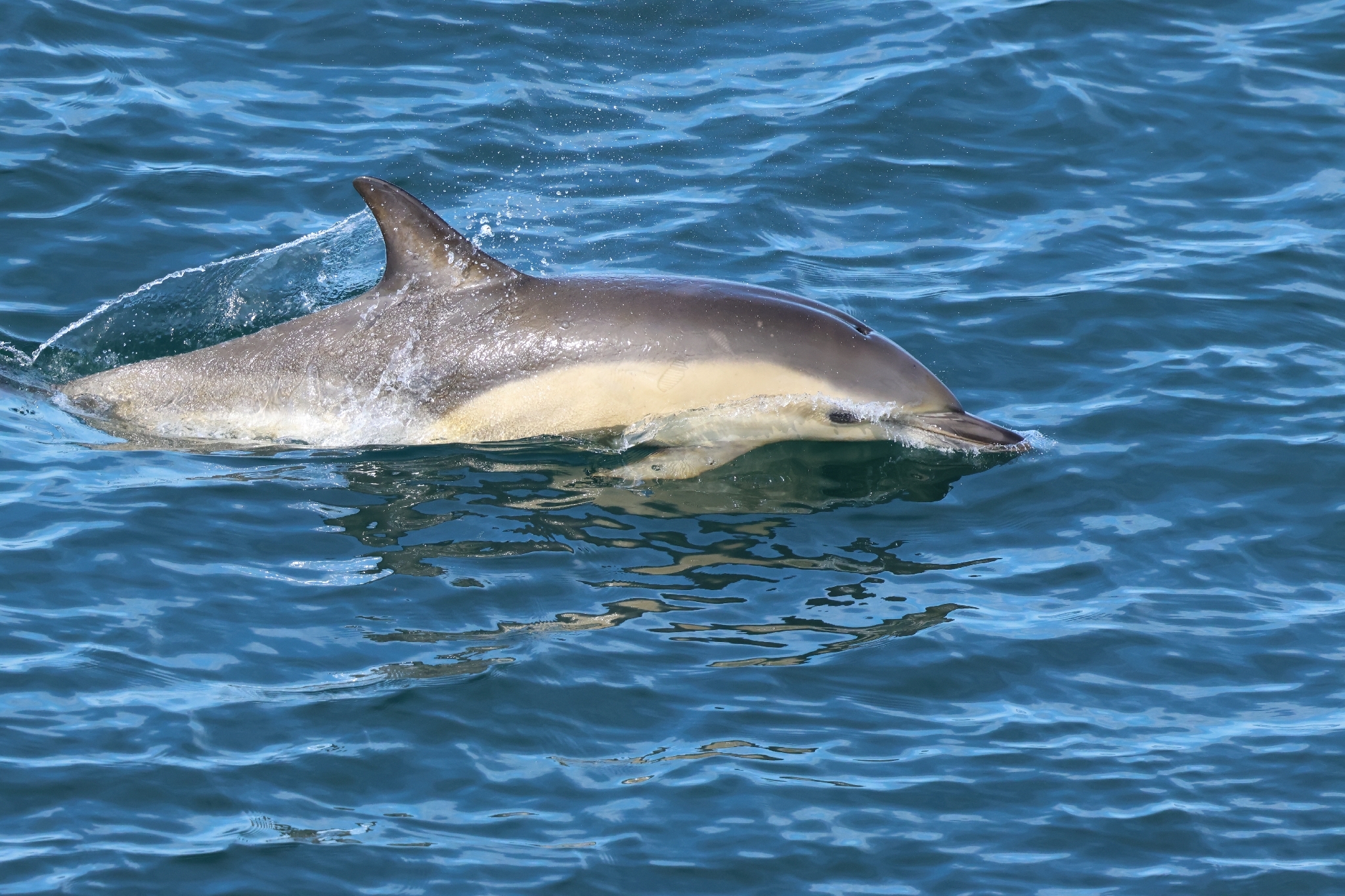 Delphinus delphis