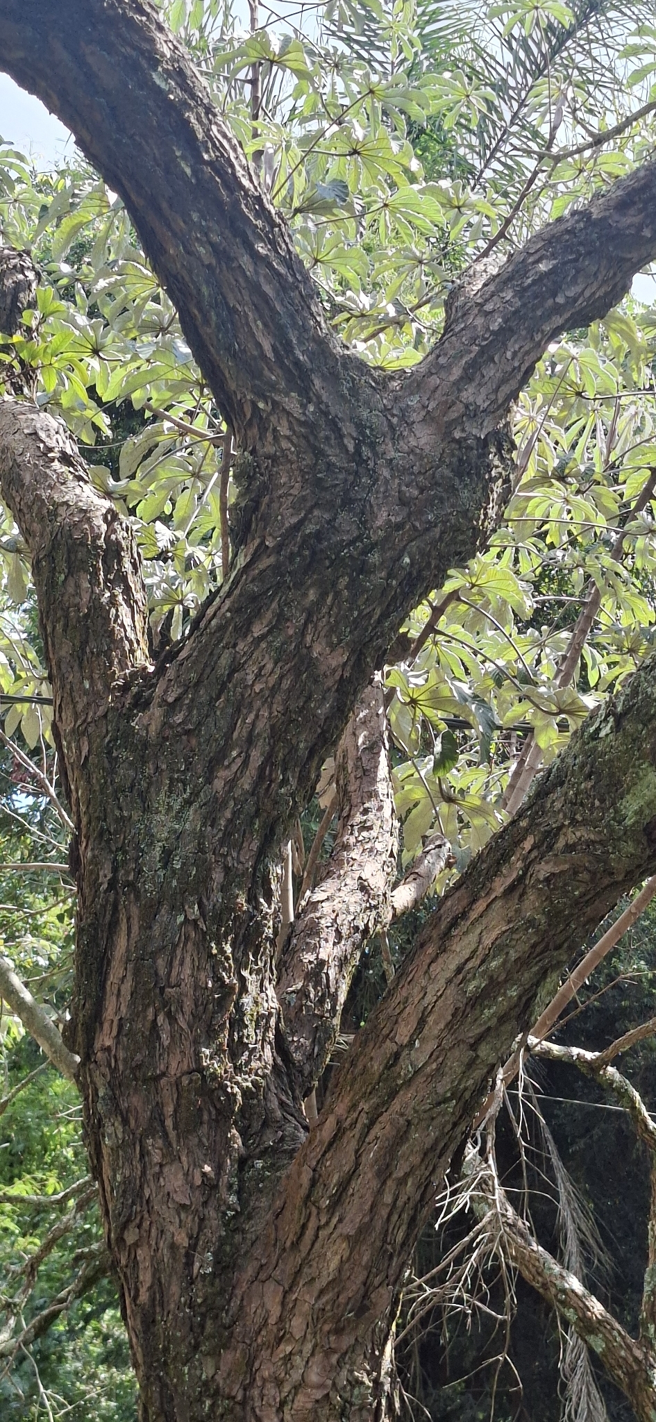 Imagem de Caviúna-do-cerrado
