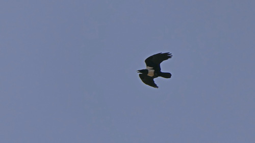Pied Crow