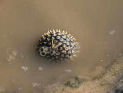 Chilomycterus spinosus