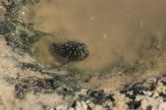 Chilomycterus spinosus