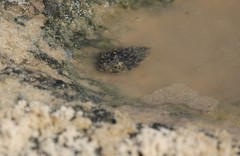 Chilomycterus spinosus