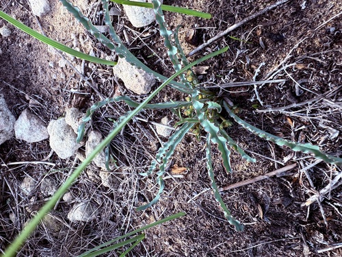 Euphorbia silenifolia, photograph 2