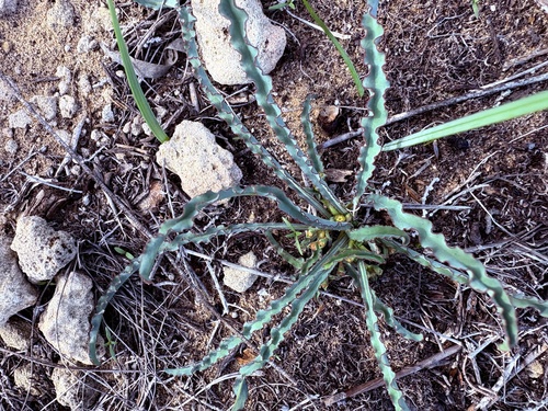 Euphorbia silenifolia, photograph 3