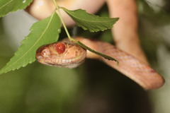 Phisalixella variabilis